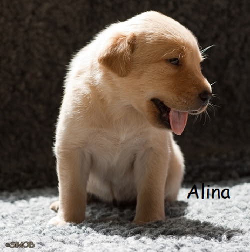 Alina aus dem Habichtsreich