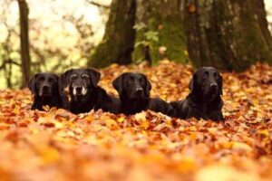 Atara-Despina-Aeringa-Ilana-Oktober-2013