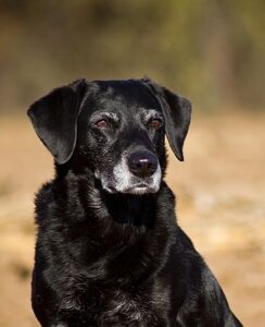 Despina-Unsere-Hunde