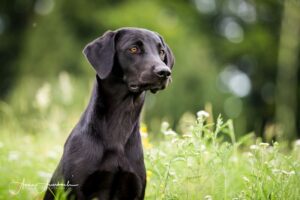 Devnet---Unsere-Hunde