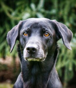 Devnet-Wurfplanung-2-hp