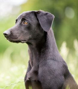 Devnet---Wurfplanung