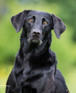 Ilana---Unsere-Hunde---Ubersicht