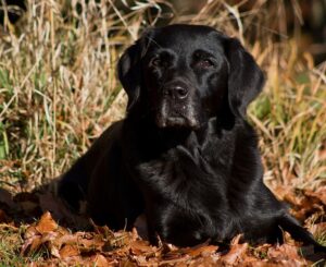 In-Erinnerung---Atara-hp