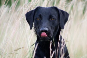 db_Aeringa-06-11-4-klein7