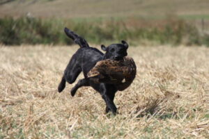 db_Aeringa-20-08-12-25