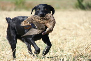 db_Aeringa-20-08-12-412