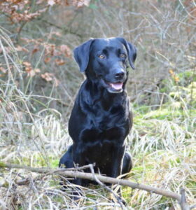 db_Aeringa-Marz-20161