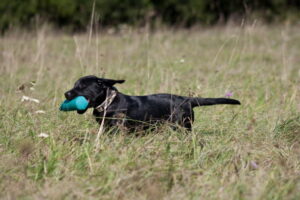 db_Aeringa_4-19-09-107