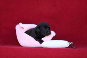 db_Devnet-4_-Woche-2851