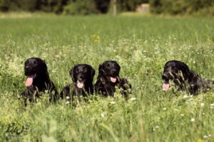 db_Training-2013---Lung-Aeringa-Ilana-Baron7