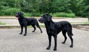 Akoni und Gryma (rechts)