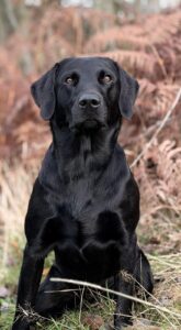 Akoni